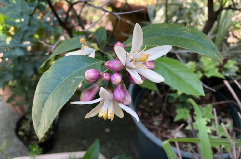 レモンの花が咲いたよ