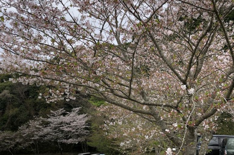 父のデイケアデビュー