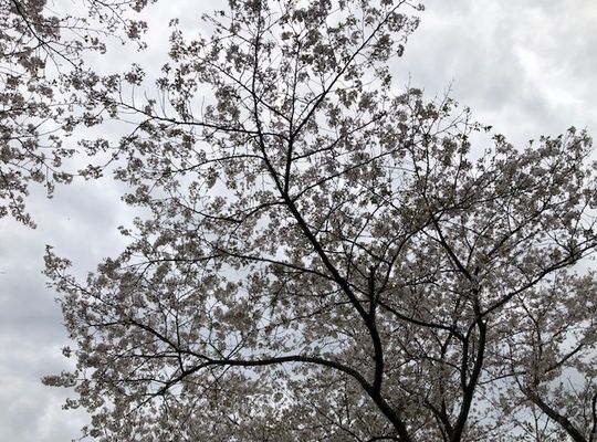 五季五色にアロマをプラス