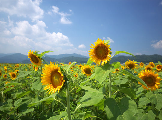 人生は敗者復活戦