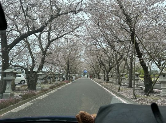 桜見物