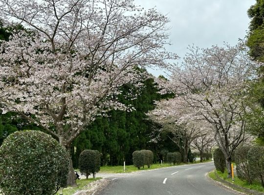 桜の香り
