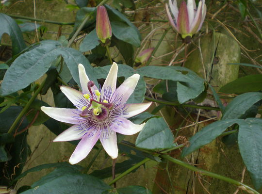 キリストの受難