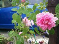 めっちゃいい香りで～す。